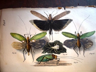 The Life of North American Insects, ILLUSTRATED by Numerous Colored Engravings and Narratives.