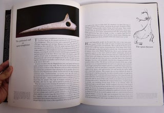 The Cave of Lascaux: The Final Photographs