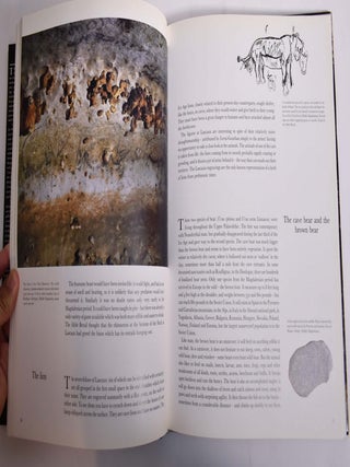 The Cave of Lascaux: The Final Photographs