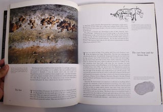 The Cave of Lascaux: The Final Photographs