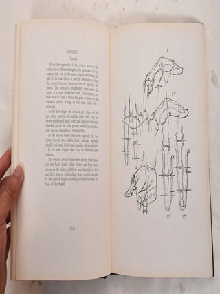 Constructive Anatomy