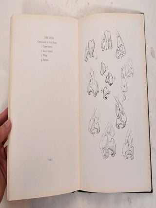 Constructive Anatomy
