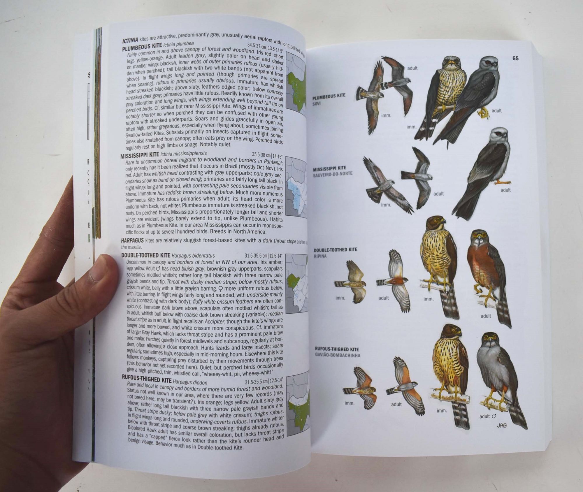 Birds of Brazil: The Pantanal & Cerrado of Central Brazil Wildlife
