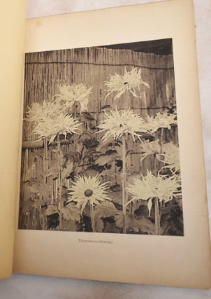 Chrysantehmums of Japan