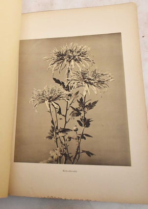 Chrysantehmums of Japan