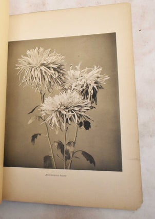 Chrysantehmums of Japan