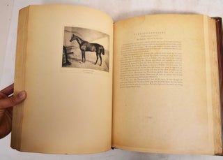 Cherished Portraits of Thoroughbred Horses